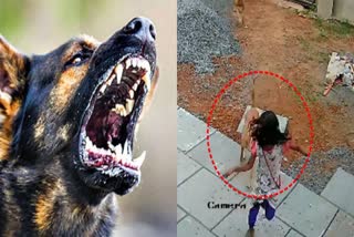 girl injured in stray attack mannur kerala