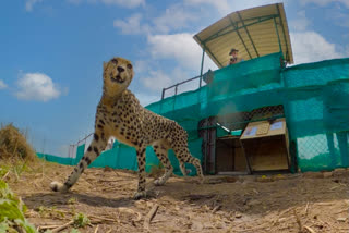 MP: Few cheetahs from KNP to be shifted to Gandhi Sagar Wildlife Sanctuary