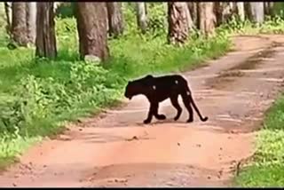 Black leopard wound on body