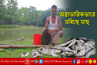 Unnatural death of fish in Nalbari