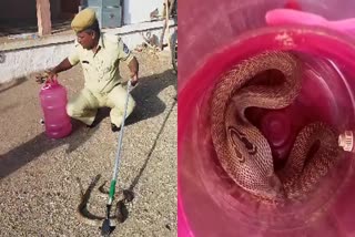 rescue-of-the-cobra-in-gadag