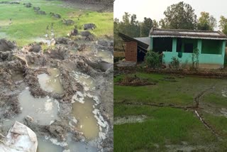 Elephants targeted three houses Marwah