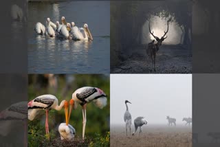 Keoladeo National Park