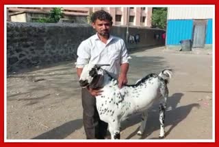 Sheru Goat Passed Away