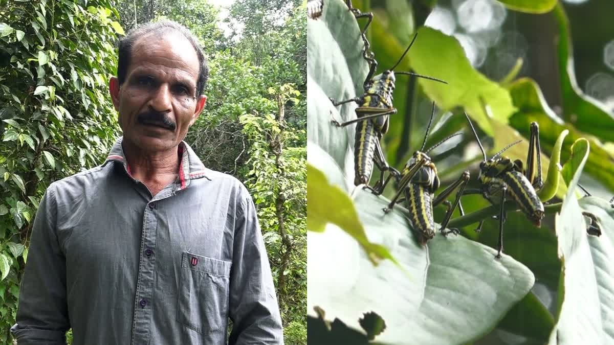 വെട്ടുകിളിശല്യം  AGRICULTURAL NEWS  LOCUST SWARMS IN IDUKKI ADIMALI  കൃഷിയിടത്തില്‍ വെട്ടുകിളിശല്യം