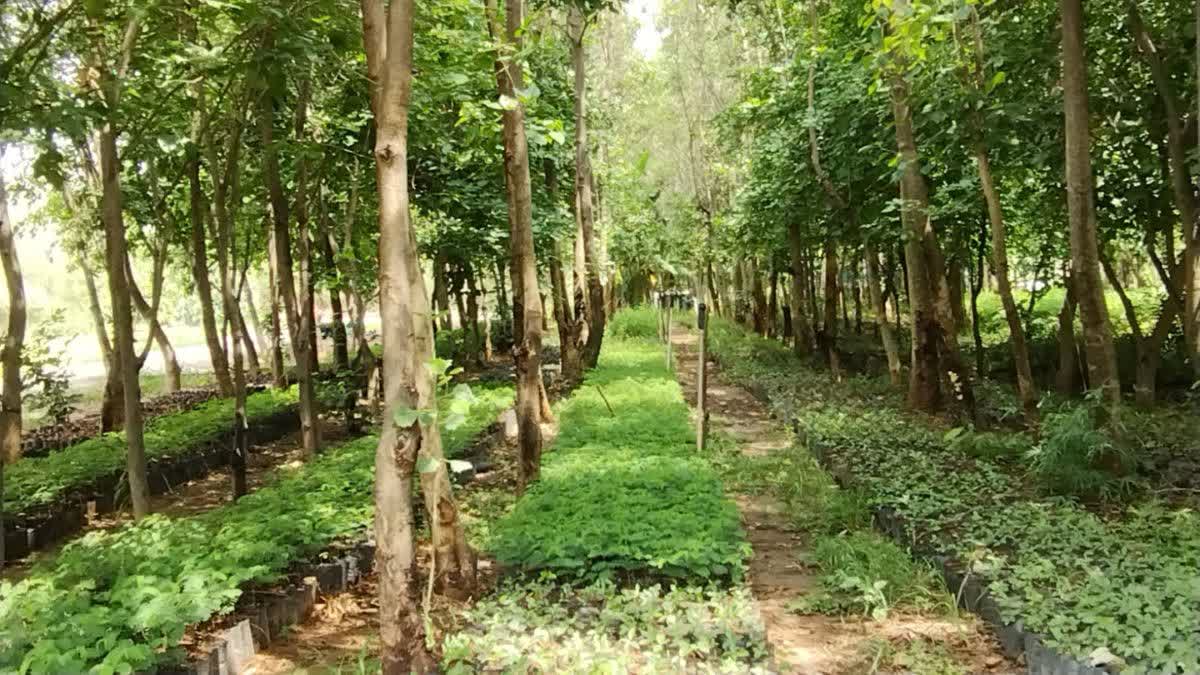 Chhattisgarh Sal forest Replantation