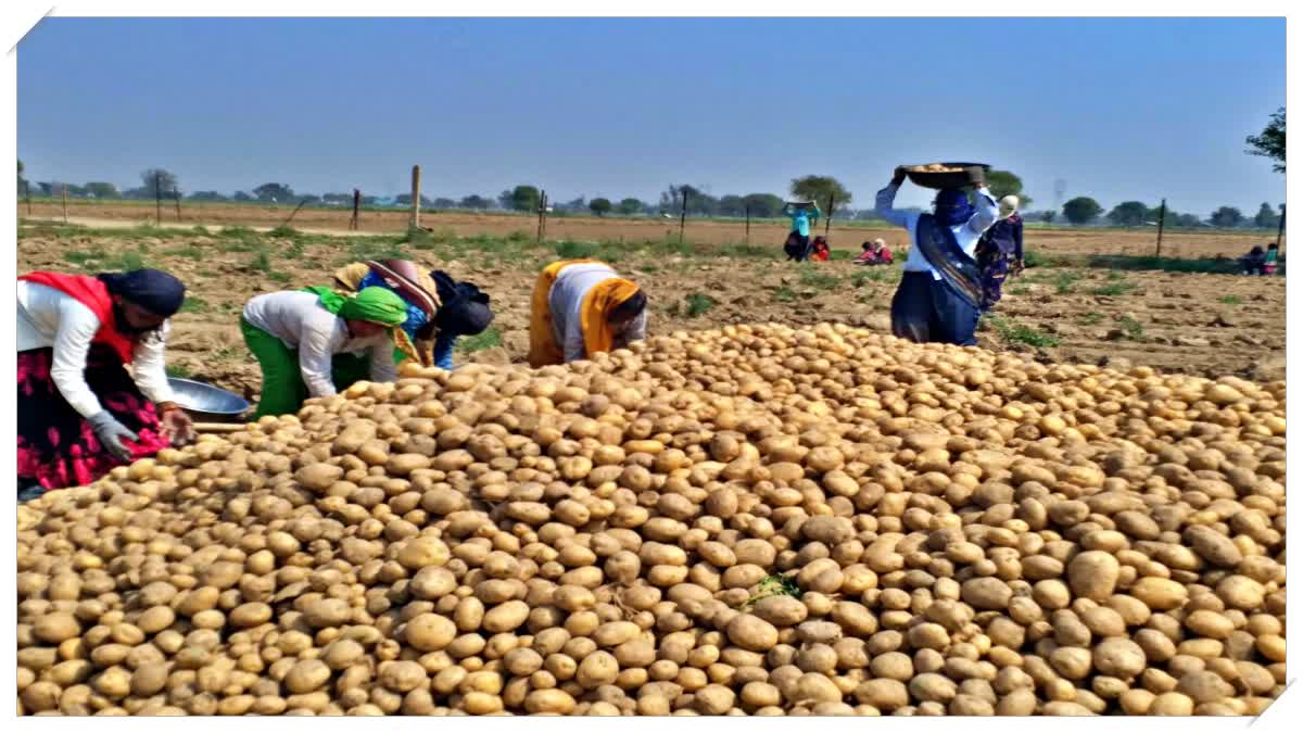 India's first potato research center