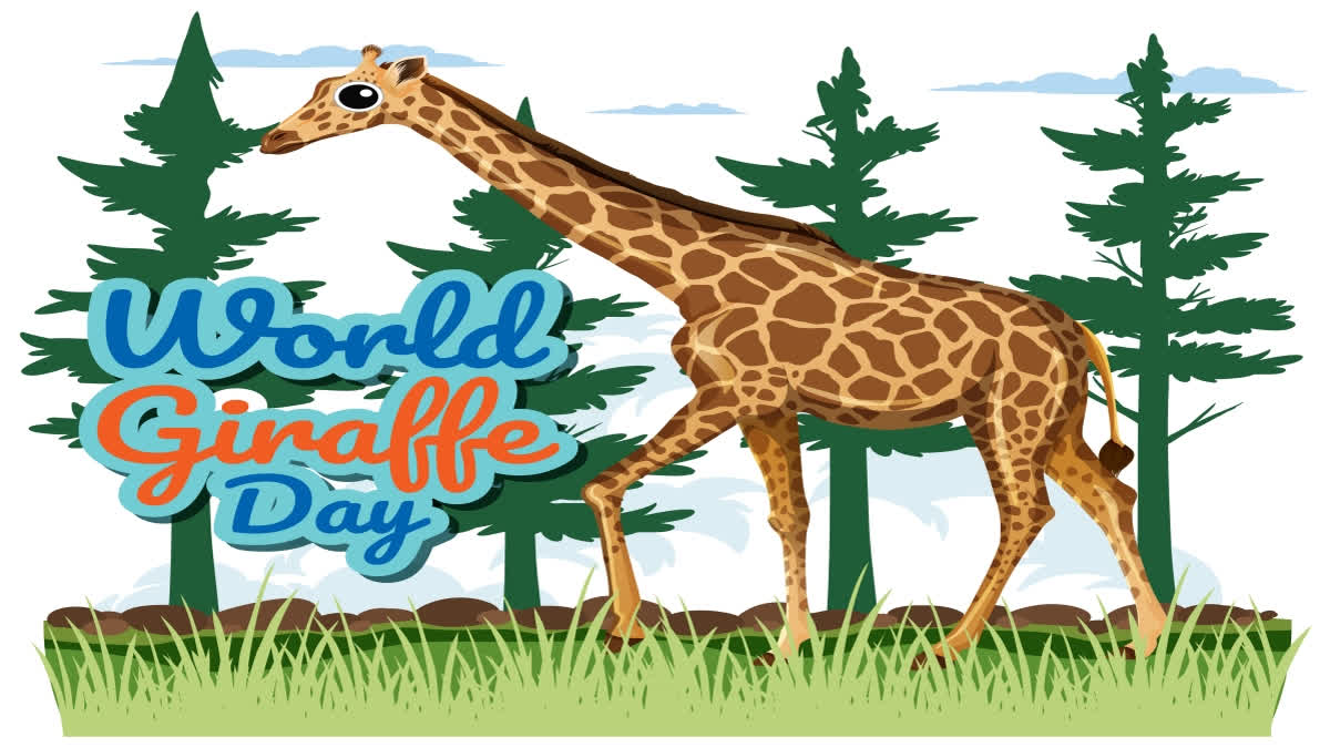 World Giraffe Day - Raising Awareness About Protection of This Amazing Animal