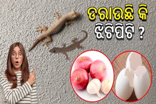 ଘରେ ଝିଟିପିଟି ଆତଙ୍କ ନେଇ ଚିନ୍ତିତ କି? ଆପଣାନ୍ତୁ ଏହି ଘରୋଇ ଟିପ୍ସ, ଘର ପାଖ ମାଡିବନି ଝିଟିପିଟି