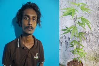 വീട്ടില്‍ കഞ്ചാവ് വളര്‍ത്തി  GANJA CASE 23 YEAR OLD ARRESTED  കഞ്ചാവ് ചെടി പിടികൂടി  തിരുവനന്തപുരത്ത് വീട്ടില്‍ കഞ്ചാവ്