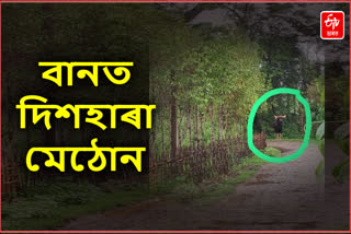 Indian Bison terror in Golaghat