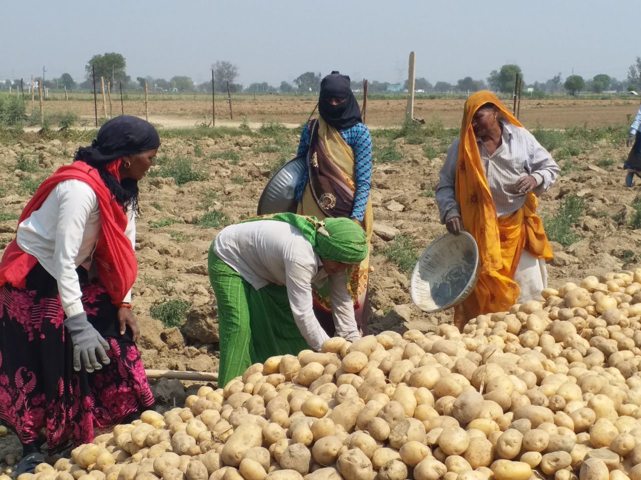 India's first potato research center