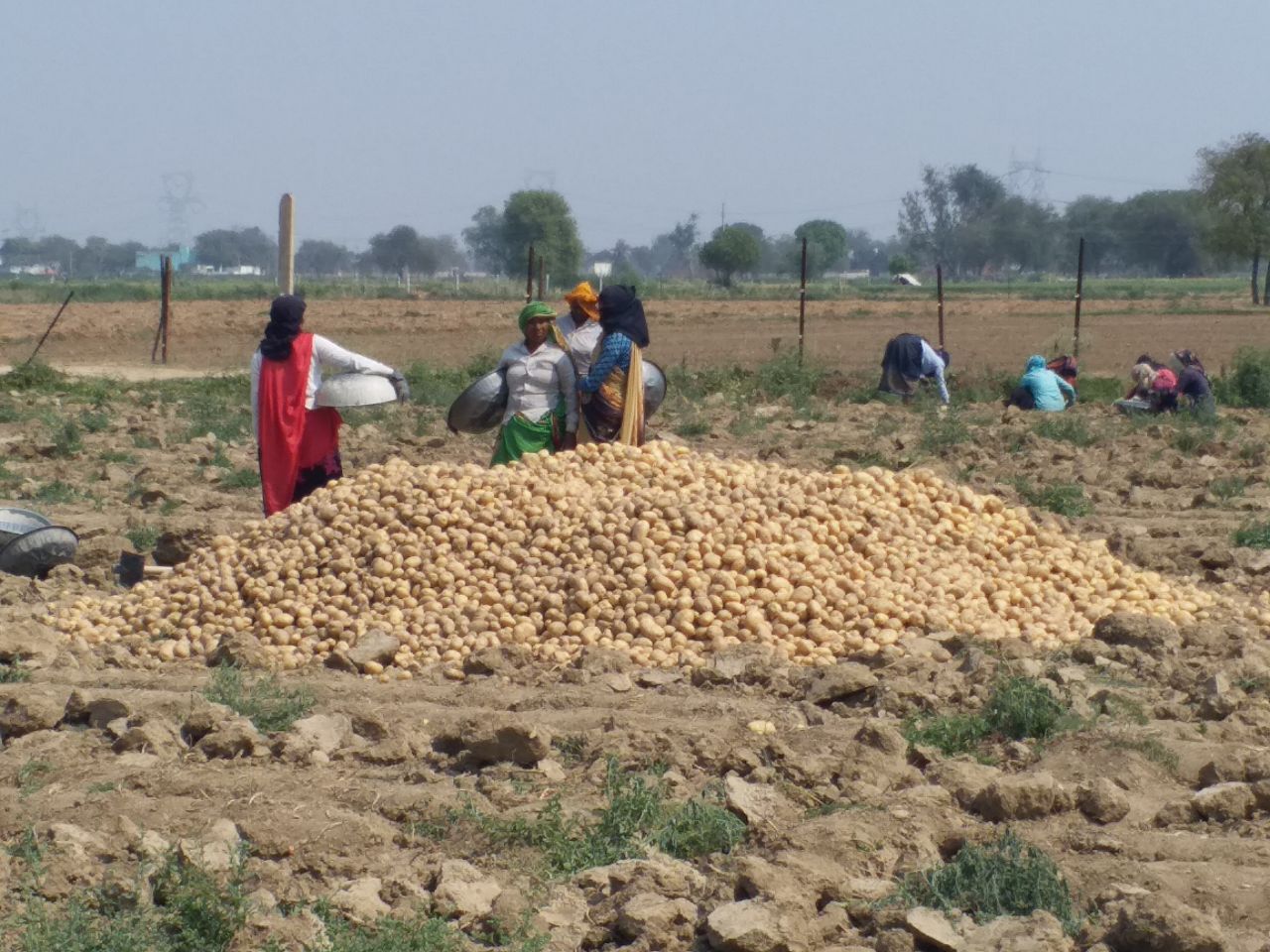 आगरा में अंतरराष्ट्रीय आलू अनुसंधान केंद्र खुलेगा