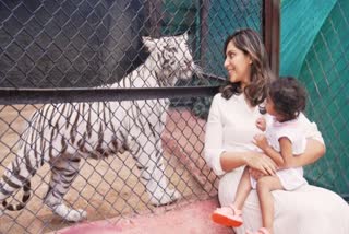 Upasana adopts tiger cubs from Nehru Zoo Park
