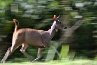 This photo taken on June 10, 2025 shows sambar deer running for freedom after being released as part of a joint operation between the Department of National Parks, Wildlife and Plant Conservation (DNP) and World Wildlife Fund (WWF) Thailand to increase the number of tiger prey in the wild, in Khlong Lan National Park in Thailand's upper central Khampaeng Phet province.