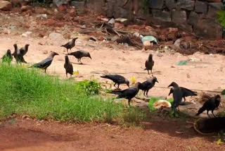 Man Feeds Crows