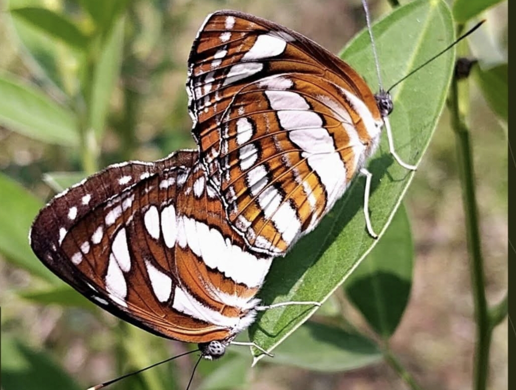 TOURISTS INCREASED IN MP RESERVE