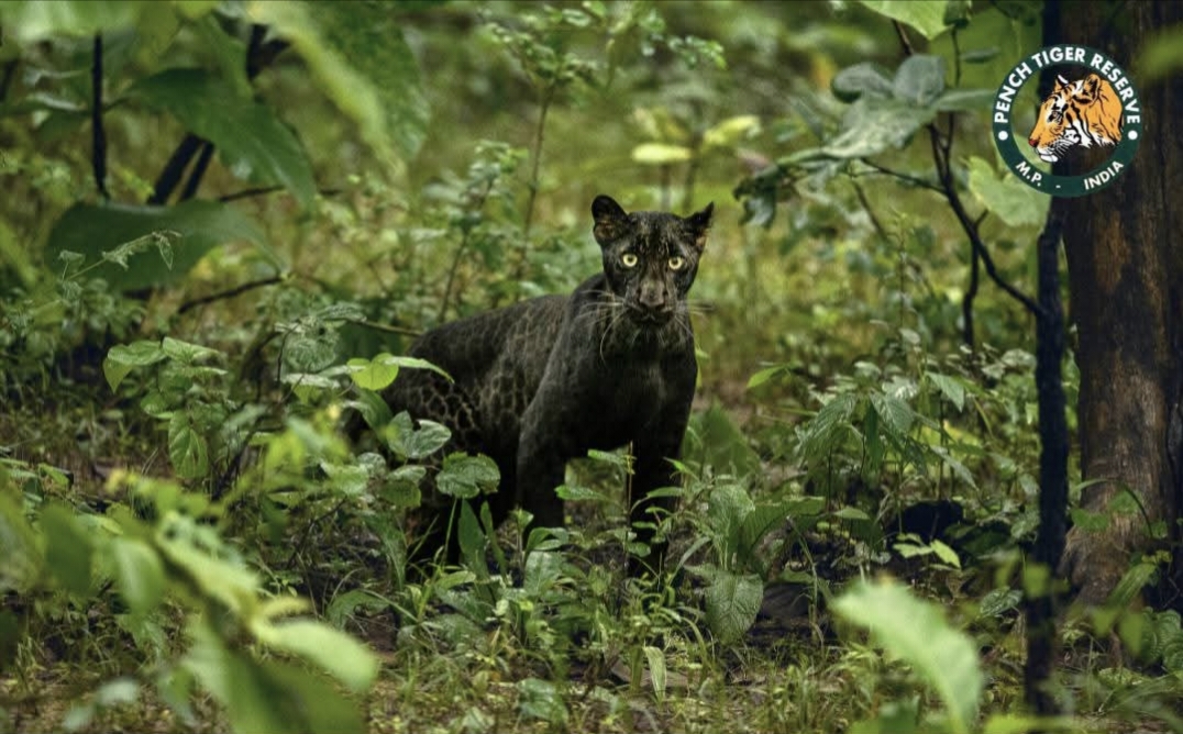 SEONI PENCH TIGER RESERVE