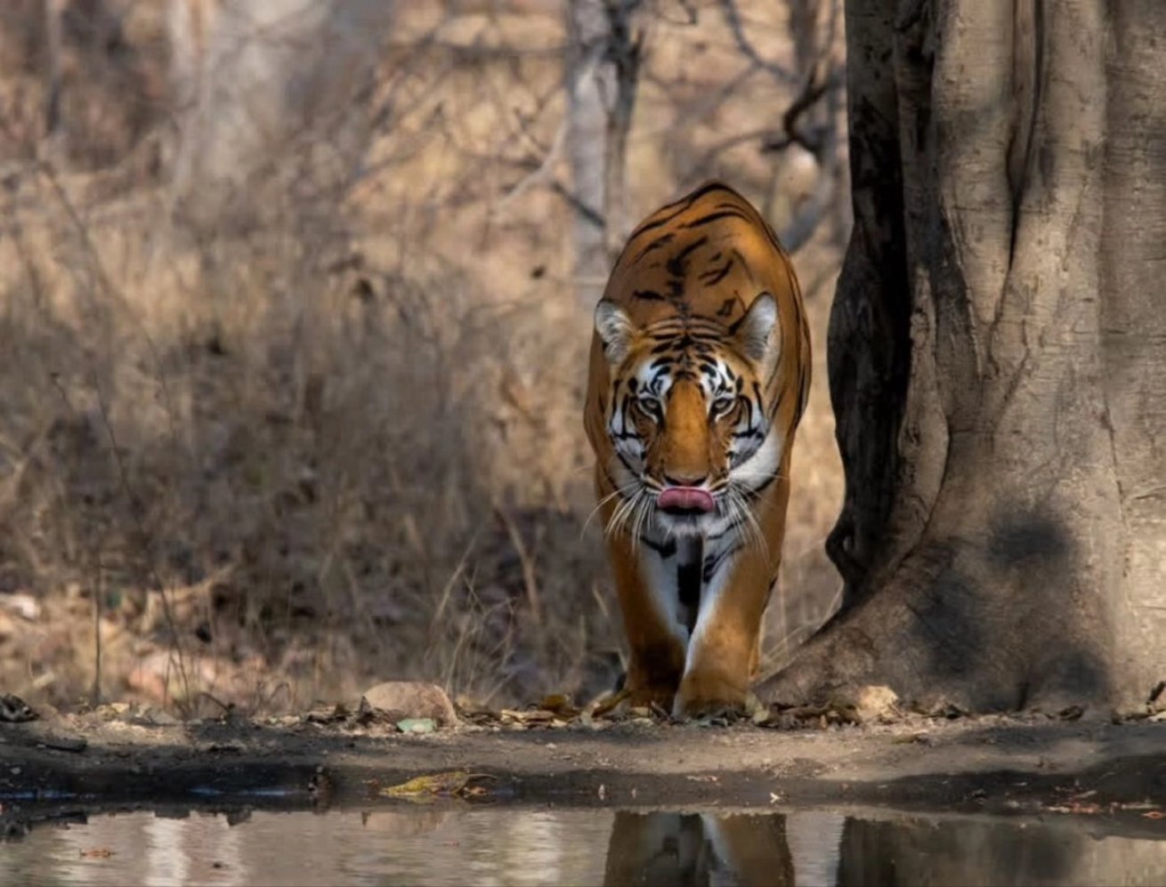 PENCH TIGER RESERVE BUTTERFLIES