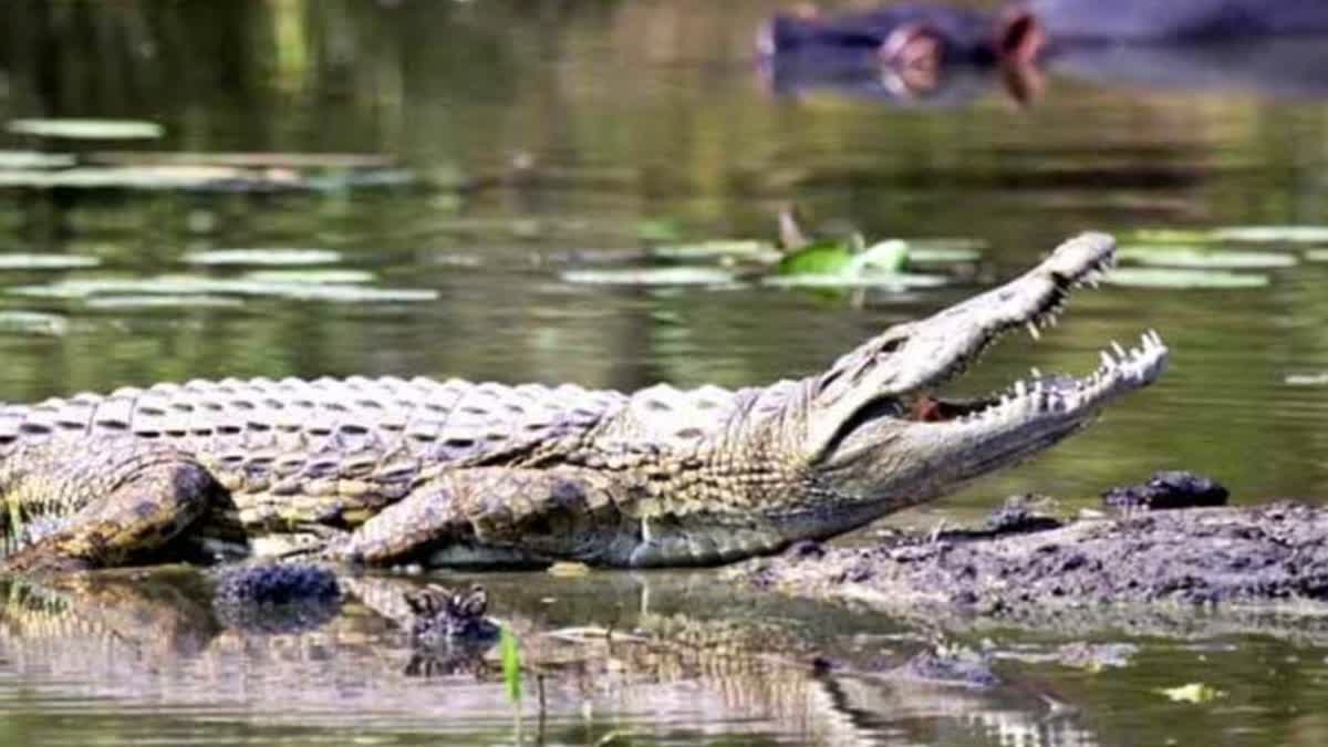 crocodile attack