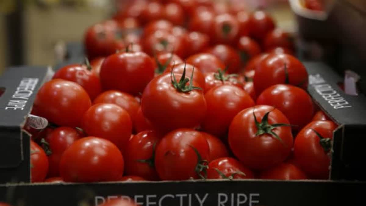 Tomatoes Distributes in Birthday