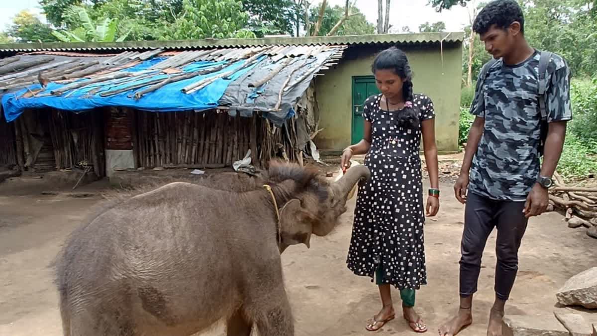 ಮರಿಯಾನೆ ಸಲಹುತ್ತಿರುವ ಕಾವಾಡಿ ದಂಪತಿ