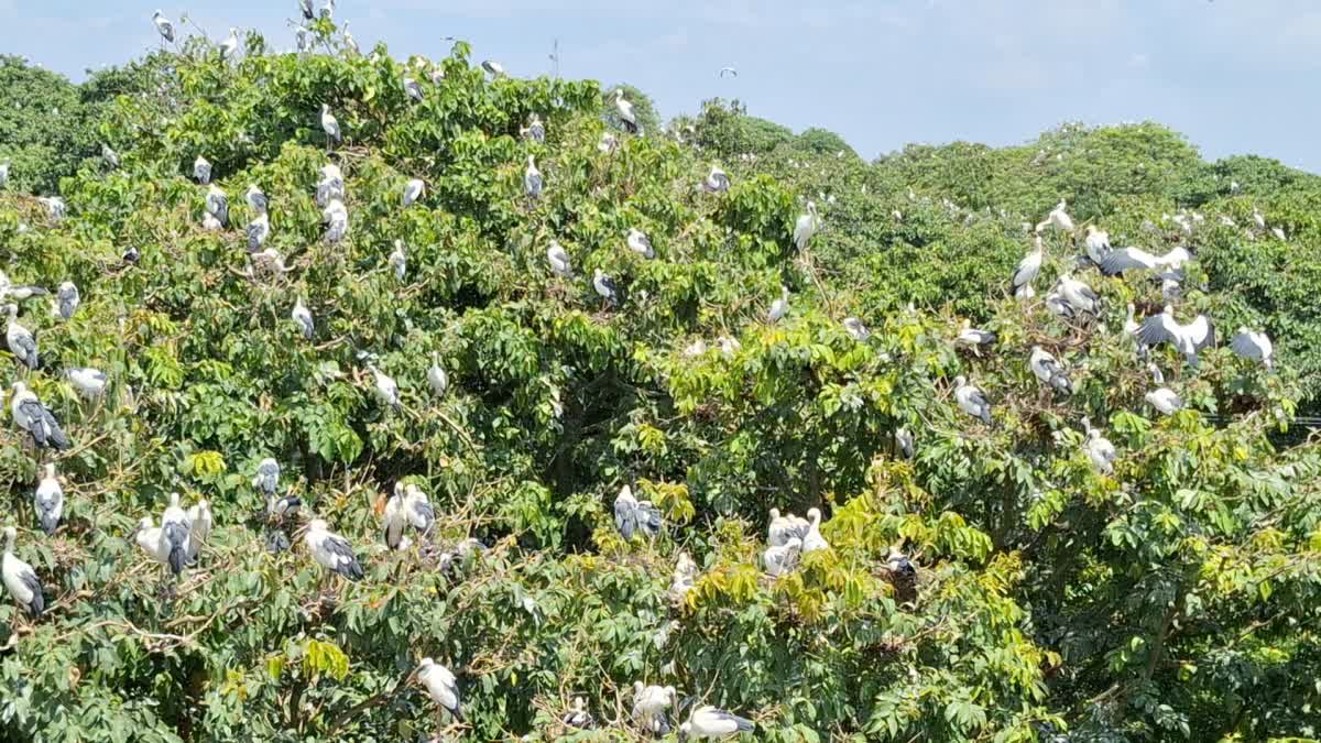 Kulik Bird sanctuary