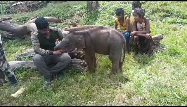 ಮರಿಯಾನೆ ಸಲಹುತ್ತಿರುವ ಕಾವಾಡಿ ದಂಪತಿ