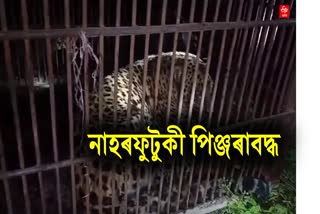 Leopard caged at Tengakhat in Dibrugarh