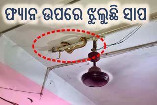 snake hanging on the fan