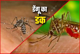 Dengue In Chandigarh