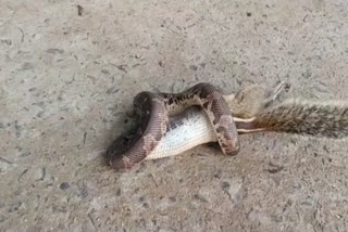 Snake swallows squirrel