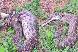 Narmadpauram python Video
