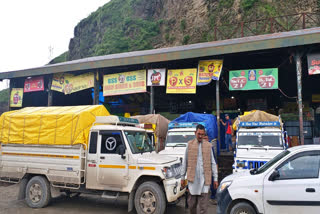 himachal apple season