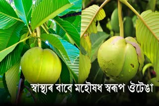 Surprising Health Benefits Of elephant apple or ou tenga