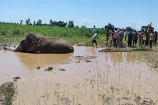 Elephant Stuck in Mud