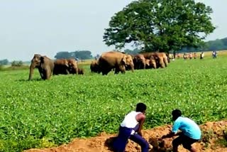 Bengal Forest Department