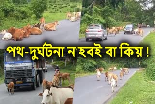 stray cows become danger to the driver and the passenger