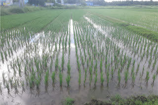 Paddy Cultivation