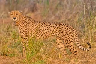 deaths of translocated cheetah