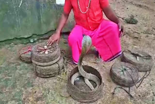 The Sanwara tribe in Chhattisgarh's Korba follows a unique and peculiar tradition in their weddings. They offer snakes as dowry. The age-old tradition is considered so important that if the bride fails to carry nine different species of snakes to the groom's home, the marriage is considered to be incomplete.