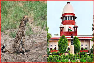 SC on Deaths of Translocated Cheetah