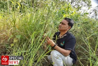 Muratkar Work On Pastures