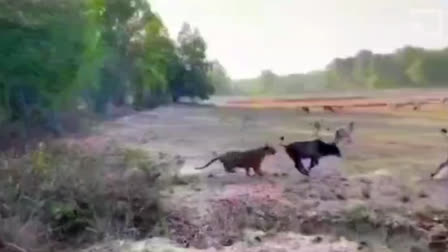 Bagaha Valmiki Tiger Reserve area