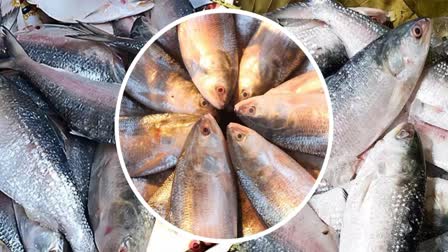 Hilsa Fish