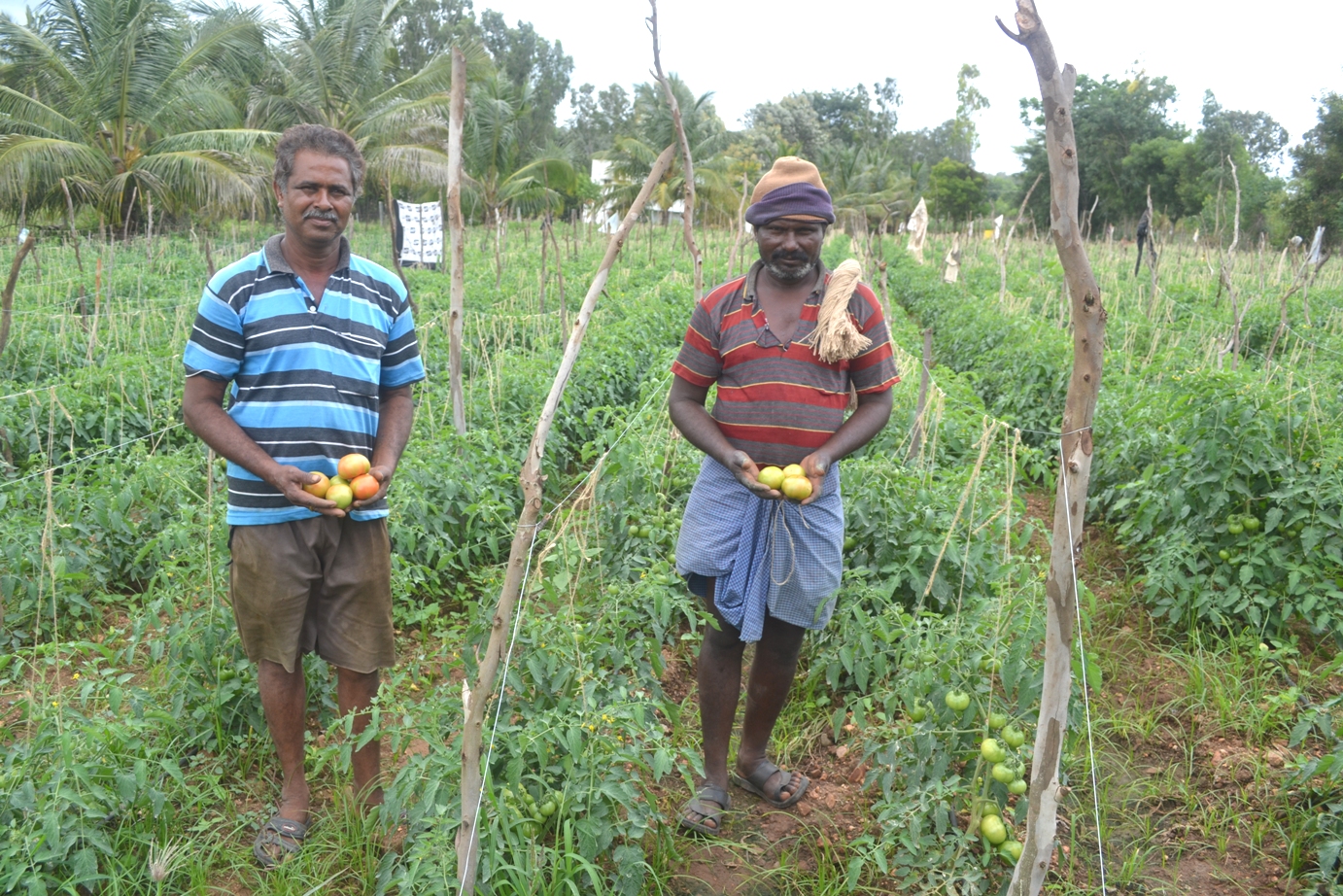 ಟೊಮೆಟೊ ಬೆಳೆದ ರೈತ ಸಹೋದರರು