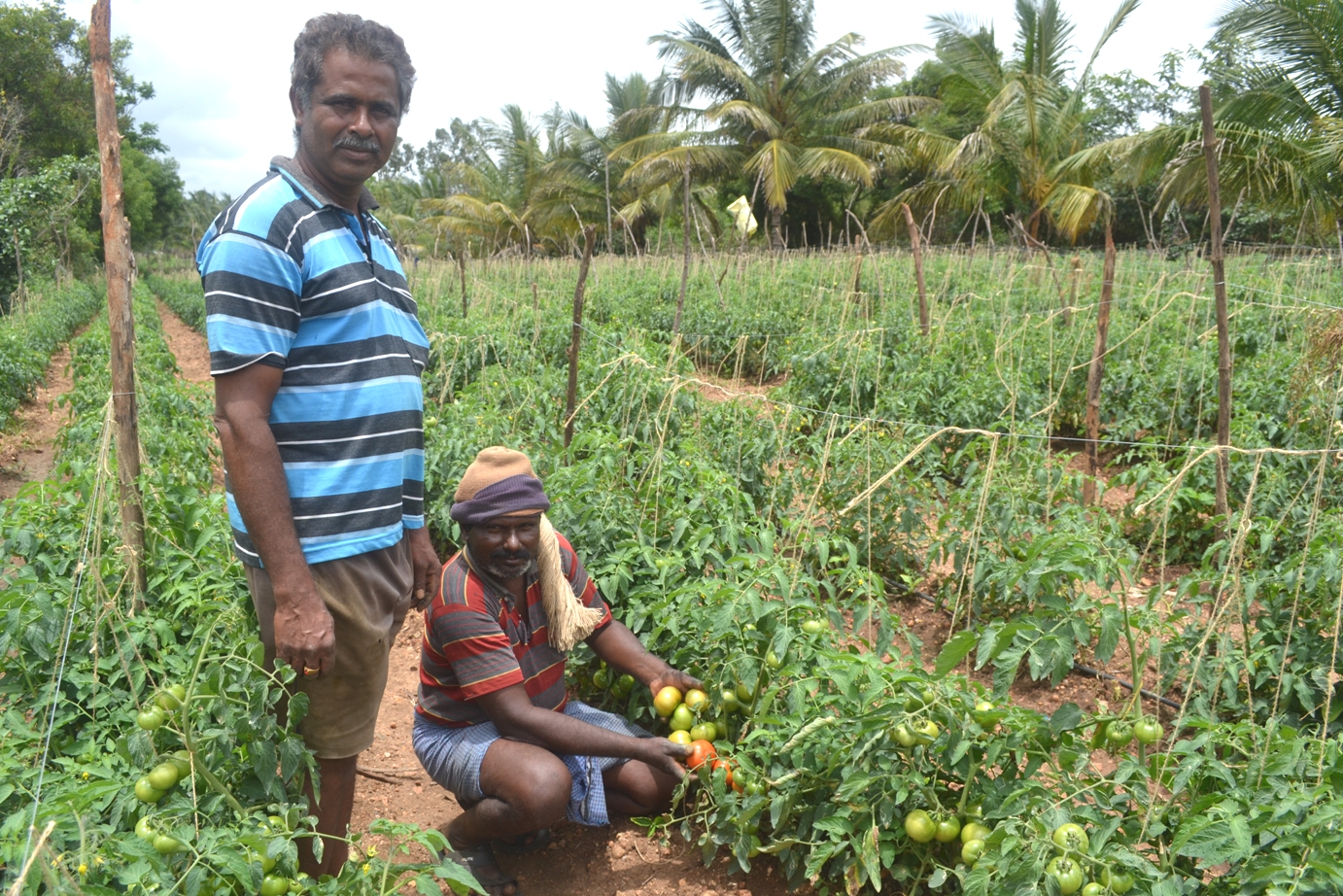 ಟೊಮೆಟೊ ಬೆಳೆದ ರೈತ ಸಹೋದರರು