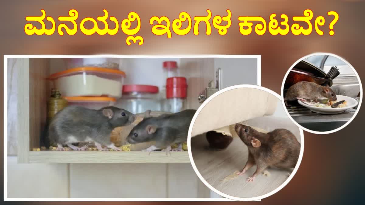 NATURAL RAT REPELLENTS  NATURAL TIPS TO GET RID OF RATS  TIPS TO GET RID OF RATS AT HOME  NATURAL WAYS TO GET RID OF RATS