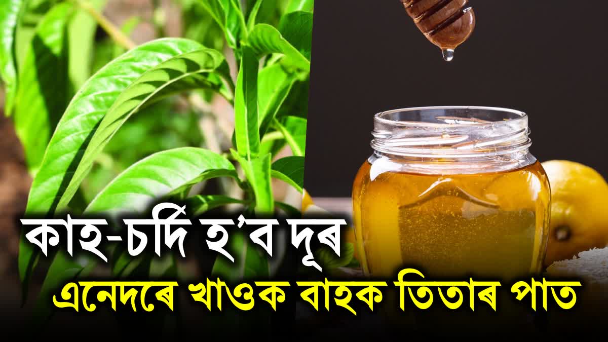 Health Benefits of adhatoda vasica Assamese Bahak tita and Ginger Kadha