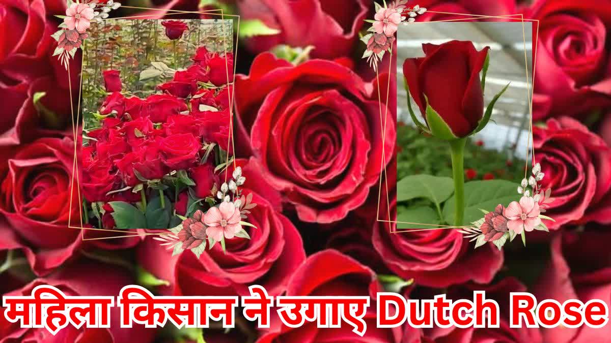 Dutch Rose cultivation